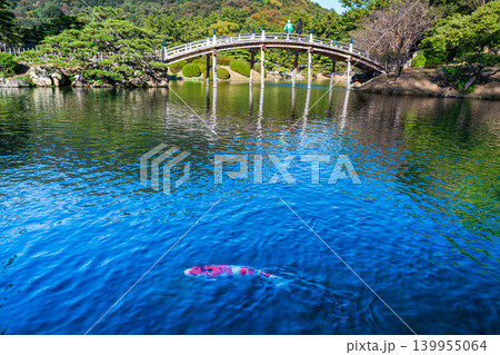 【特別名勝】栗林公園 晩秋の風景 南湖のニシキゴイと偃月橋2 香川県高松市 【特別名勝】栗林公園 晩秋の風景 南湖のニシキゴイと偃月橋2 香川県高松市 139955064