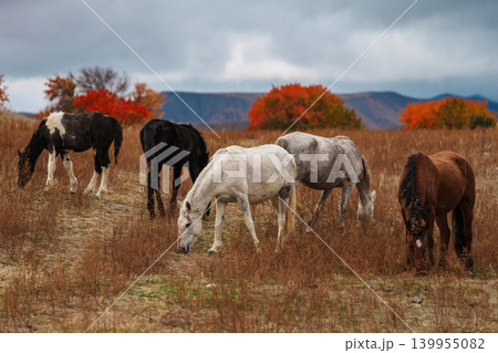 Horses grazing in the mountains in autumn Horses grazing in the mountains in autumn 139955082