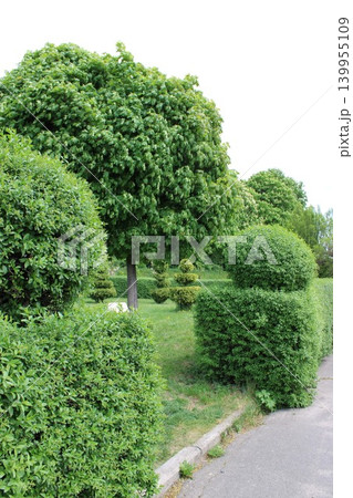 Lush green hedges and a large tree line a paved pathway in a well-maintained garden, showcasing various shapes and textures of foliage and grass 139955109