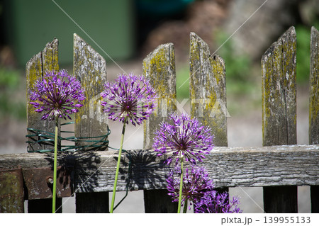 Purple allium flowers bloom against a weathered wooden fence in the garden Purple allium flowers bloom against a weathered wooden fence in the garden 139955133