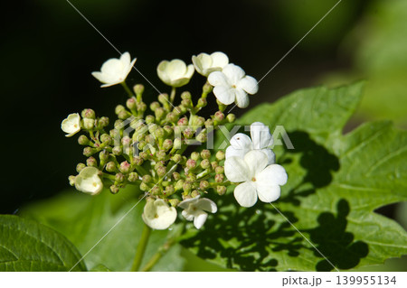 Delicate white Viburnum opulus flowers bloom with tiny buds against a dark background 139955134