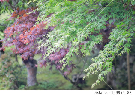 新緑のもみじ 写真 fresh green maple leaves 新緑のもみじ 写真 fresh green maple leaves 139955187