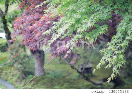 新緑のもみじ 写真 fresh green maple leaves 139955188