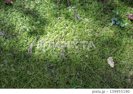 苔の緑背景 写真 moss green texture 苔の緑背景 写真 moss green texture 139955190