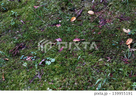 苔と落ち葉の自然背景 写真 moss leaf texture 苔と落ち葉の自然背景 写真 moss leaf texture 139955191