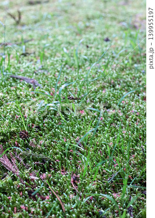 苔のマクロ背景 写真 moss green macro 139955197