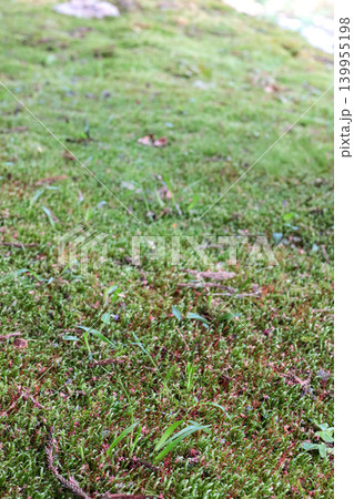苔と草のマクロ背景 写真 moss grass macro 139955198