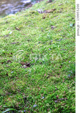 苔と草のマクロ背景 写真 moss grass macro 139955200