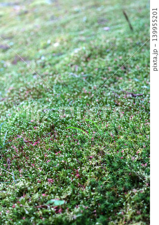 苔と草のマクロ背景 写真 moss grass macro 139955201