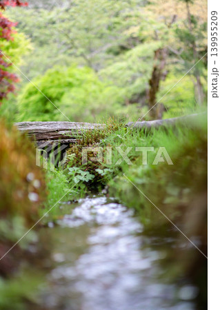 苔むす小川の風景 写真 mossy stream 139955209