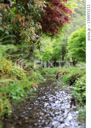 苔むす小川の風景 写真 mossy stream 苔むす小川の風景 写真 mossy stream 139955211