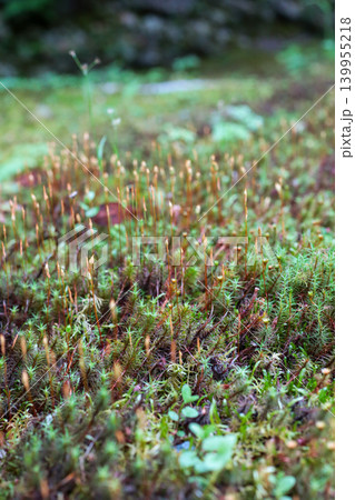 苔の胞子体の接写 写真 moss macro 苔の胞子体の接写 写真 moss macro 139955218