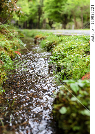 緑に囲まれた小川 写真 forest stream 緑に囲まれた小川 写真 forest stream 139955221