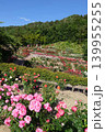 満開のバラ　薔薇　ばら　東沢バラ公園 139955255
