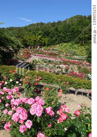満開のバラ　薔薇　ばら　東沢バラ公園 139955255