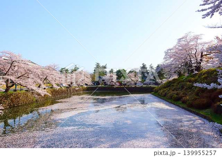 満開の桜 花筏 松が岬公園 さくら サクラ ソメイヨシノ 満開の桜 花筏 松が岬公園 さくら サクラ ソメイヨシノ 139955257