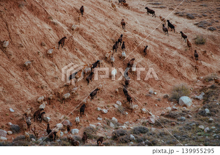 Flock of sheep walks up a mountainside 139955295