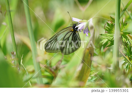 ハクサンフウロの蜜を吸うミヤマシロチョウ ハクサンフウロの蜜を吸うミヤマシロチョウ 139955301