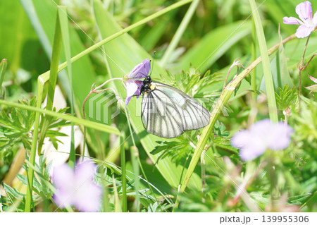 ハクサンフウロの蜜を吸うミヤマシロチョウ ハクサンフウロの蜜を吸うミヤマシロチョウ 139955306