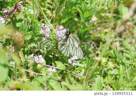 ハクサンフウロの蜜を吸うミヤマシロチョウ ハクサンフウロの蜜を吸うミヤマシロチョウ 139955311