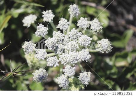 砂浜に咲くハマボウフウの花 139955352