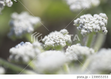 砂浜に咲くハマボウフウの花 砂浜に咲くハマボウフウの花 139955353