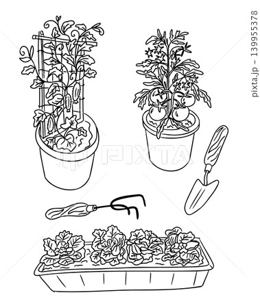 Black and white illustration of potted plants with climbing vines, tomatoes, and flowers alongside gardening tools including a trowel and hand rake on a white background Black and white illustration of potted plants with climbing vines, tomatoes, and flowers alongside gardening tools including a trowel and hand rake on a white background 139955378