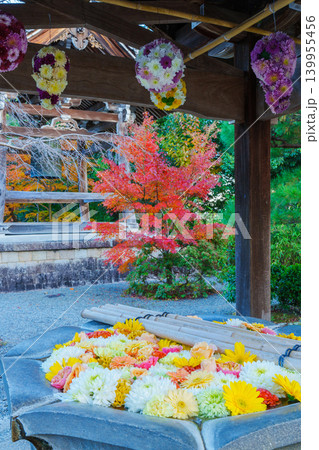 紅葉と菊の花手水　光明寺 139955456