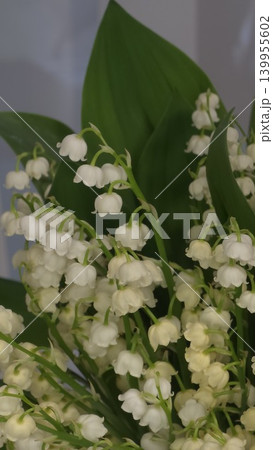 Close up of delicate white bell shaped lily of the valley flowers and large green leaves against plain background, concept of natural purity and spring beauty 139955602
