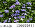 青いガクアジサイ 139955634