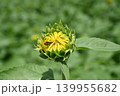夏の花のある風景 139955682