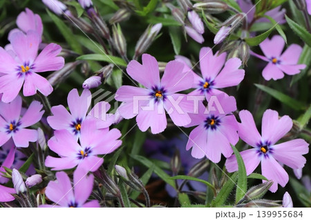春の庭に咲くピンク色のシバザクラの花 春の庭に咲くピンク色のシバザクラの花 139955684