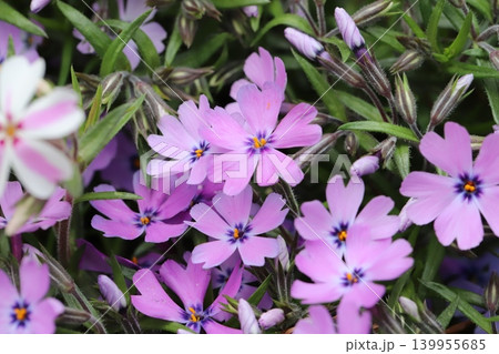 春の庭に咲くピンク色のシバザクラの花 春の庭に咲くピンク色のシバザクラの花 139955685