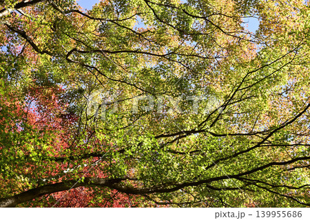 紅葉したモミジの木 紅葉したモミジの木 139955686