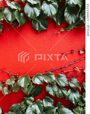Green Boston ivy leaves framing a bright red textured wall, bold urban botanical background with strong color contrast and copy space Green Boston ivy leaves framing a bright red textured wall, bold urban botanical background with strong color contrast and copy space 139955754