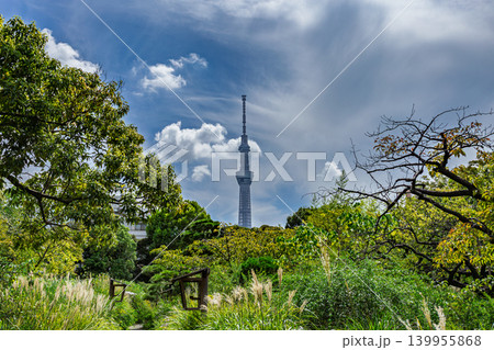 向島百花園の庭園から望む青空と東京スカイツリーの広角風景 2023年9月 139955868