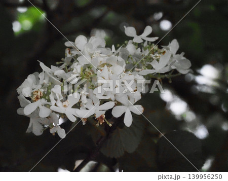 日陰の白いオオデマリ(散りかけの大手毬の花のクローズアップ) 日陰の白いオオデマリ(散りかけの大手毬の花のクローズアップ) 139956250