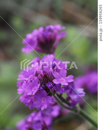 シュッコンバーベナの花とつぼみのクローズアップ(道端の紫色の宿根バーベナ) シュッコンバーベナの花とつぼみのクローズアップ(道端の紫色の宿根バーベナ) 139956265