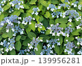 初夏のガクアジサイ 139956281