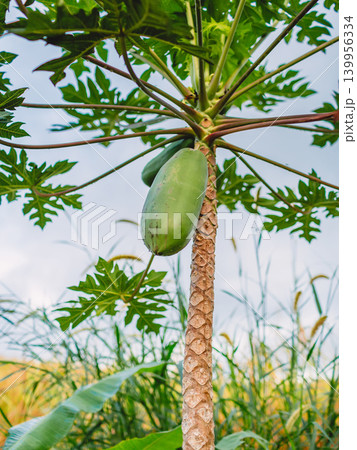 Papaya fruit hanging on tree against bright blue sky Papaya fruit hanging on tree against bright blue sky 139956334
