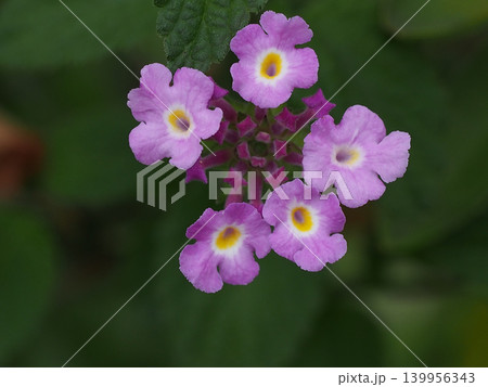 うす紫色のコバノランタナ（江ノ口川岸の小葉のランタナの花のクローズアップ） 139956343
