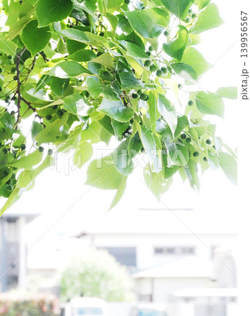 たくさんの青い実をつけたエノキ(木洩れ日を浴びた江ノ口川岸の榎の樹) たくさんの青い実をつけたエノキ(木洩れ日を浴びた江ノ口川岸の榎の樹) 139956567