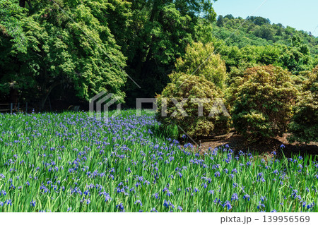 初夏のカキツバタの咲く風景 139956569