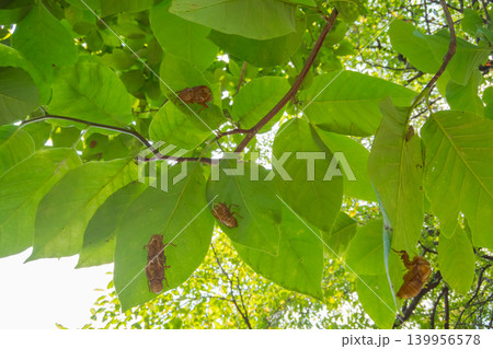 various various 139956578