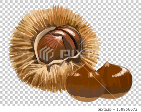 Chestnut burr and 2 chestnuts Chestnut burr and 2 chestnuts 139956672