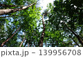 木漏れ日が差し込む爽やかな森（森林浴・エコイメージ） 139956708