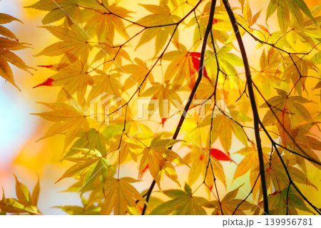 黄色に紅葉したモミジ 黄色に紅葉したモミジ 139956781