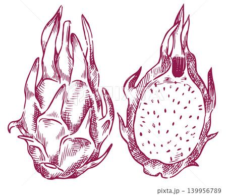 set of Dragon fruit vector illustration in sketch style. Tropical fruit set of Dragon fruit vector illustration in sketch style. Tropical fruit 139956789