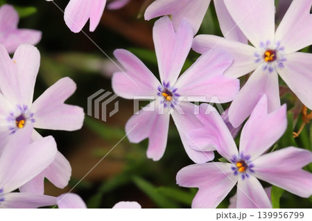 春の庭に咲くピンク色のシバザクラの花 139956799