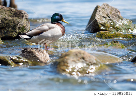 Wild mallard duck standing Wild mallard duck standing 139956813